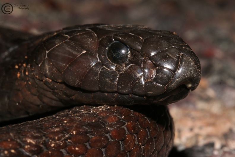 Egyptian cobra, Naja haje (DOR).jpg